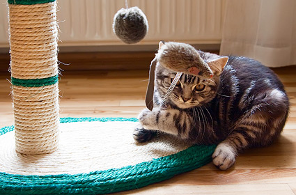 5 Secrets of Supremely Happy Indoor Cats