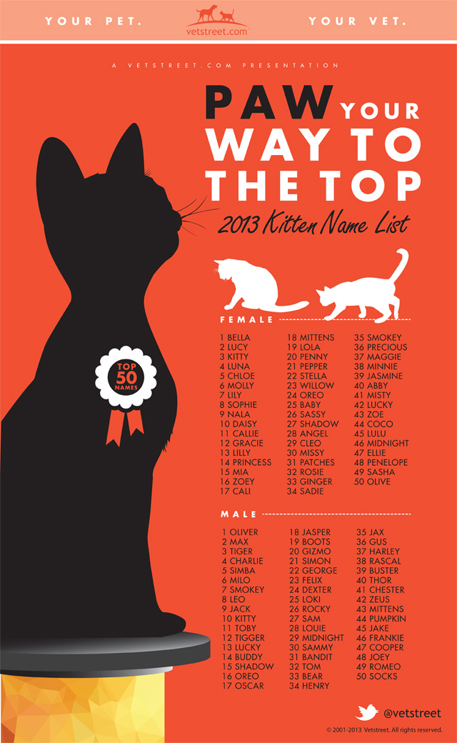 2013 Most Popular Kitten Names Infographic