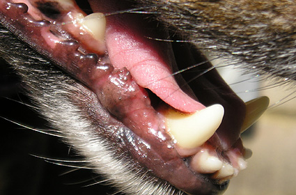 Close-up of dog's teeth