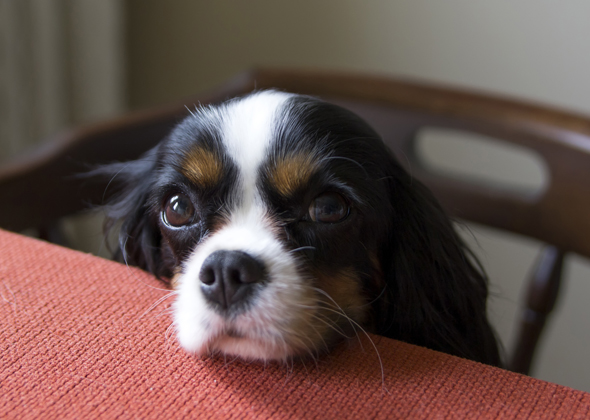 No Begging