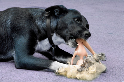 Black dog chewing on doll