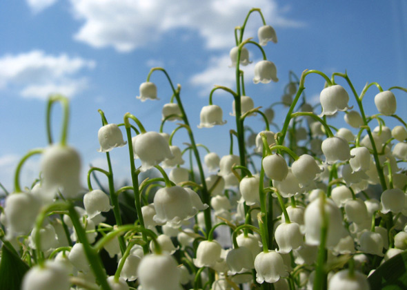 dangerous spring plants for pets