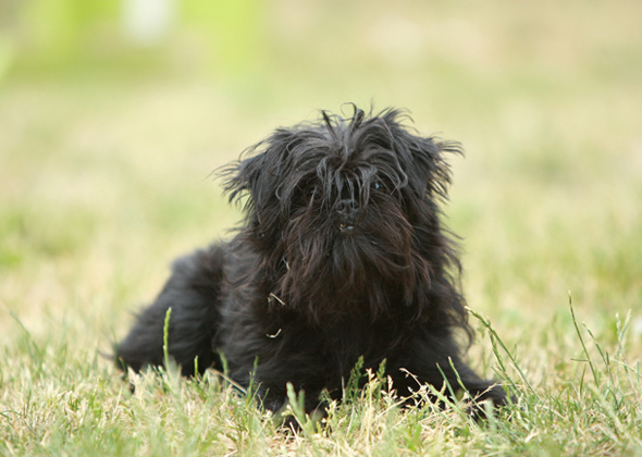 Affenpinscher