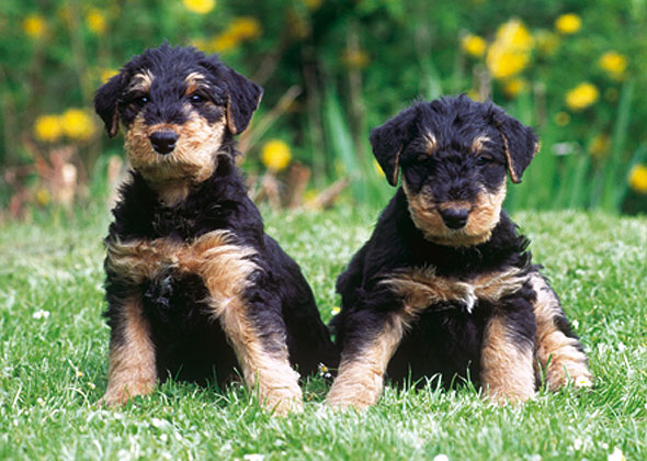 Airedale Terrier