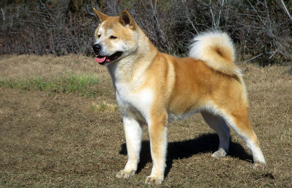 Akita dog