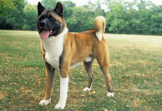 Akita dog