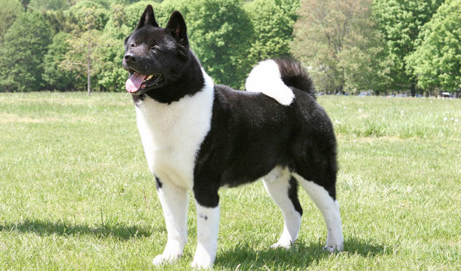 Akita dog