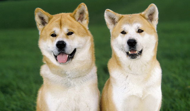 Akita