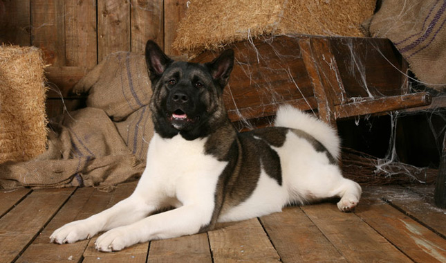 Akita Laying in Barn