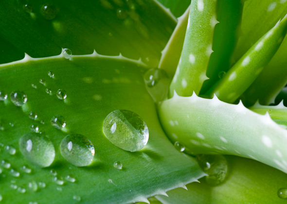 Aloe Plant