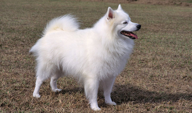 American Eskimo dog