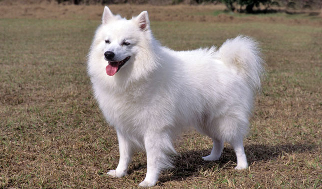 American Eskimo dog
