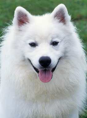 American Eskimo dog