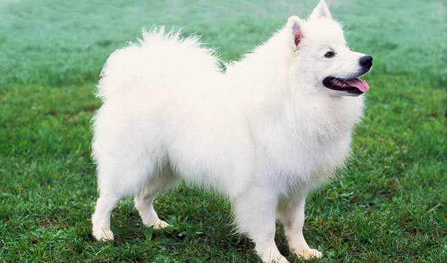 American Eskimo dog