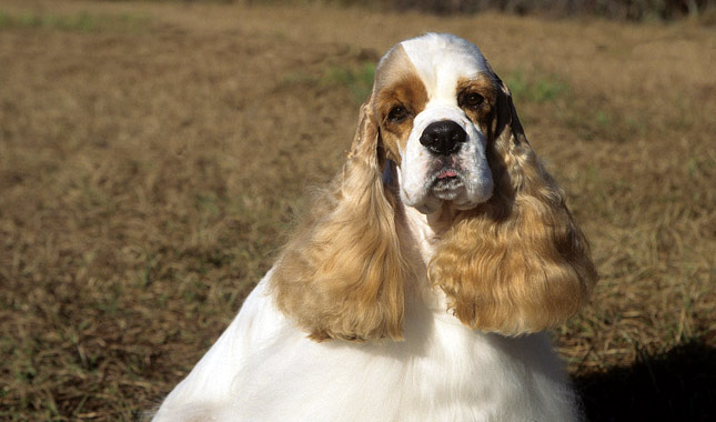 Cocker Spaniel Dog Breed