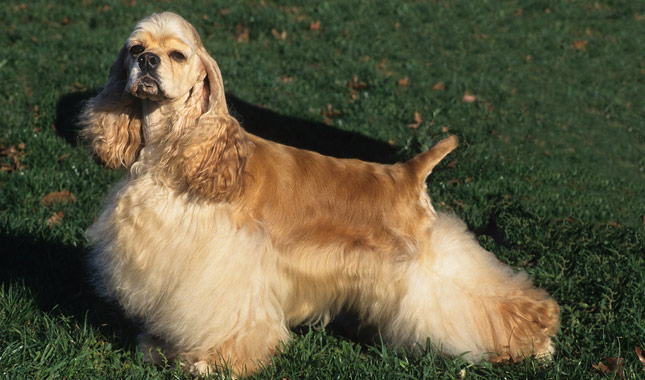 Cocker Spaniel Dog Breed
