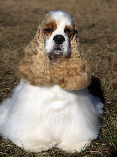 Cocker Spaniel Dog Breed