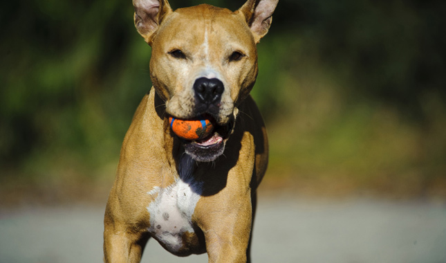 American Pit Bull Terrier With Ball in Mouth