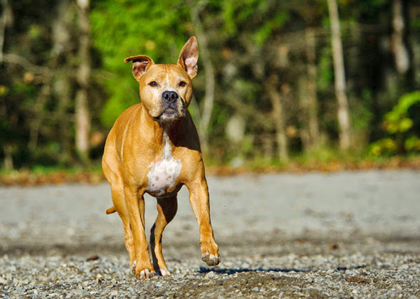 American Staffordshire Terrier / American Pit Bull Terrier
