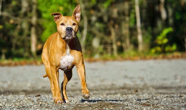 American Pit Bull Terrier
