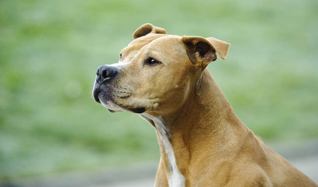 American Pit Bull Terrier Side View