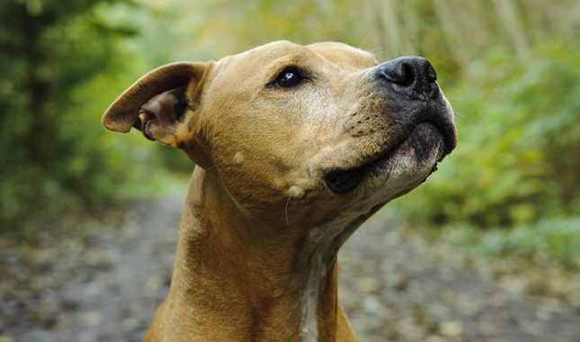 American Pit Bull Terrier Head Closeup