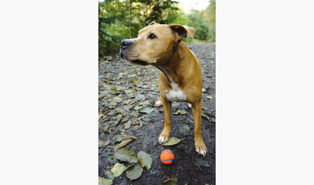 American Pit Bull Terrier With Toy Ball