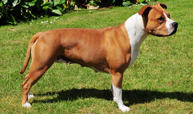 American Staffordshire Terrier dog
