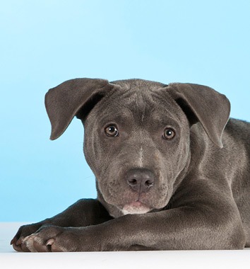 American Staffordshire Terrier dog