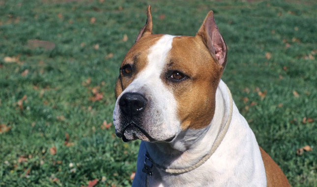 American Staffordshire Terrier dog