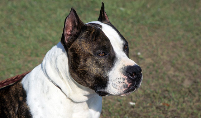 American Staffordshire Terrier dog