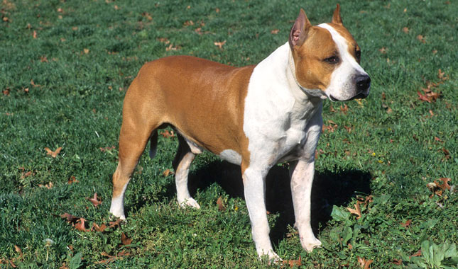 American Staffordshire Terrier dog