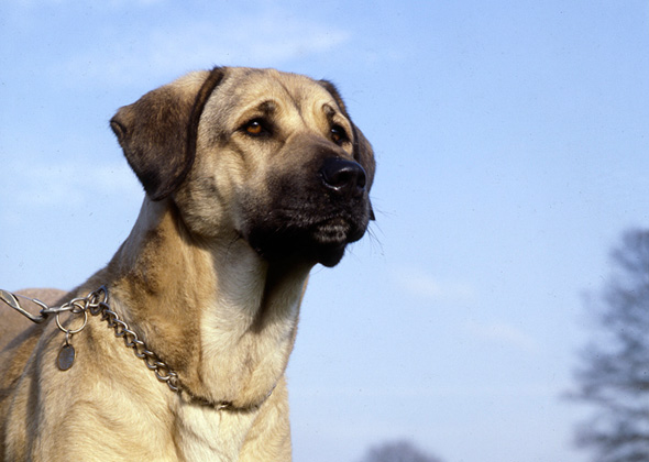 Anatolian Shepherd