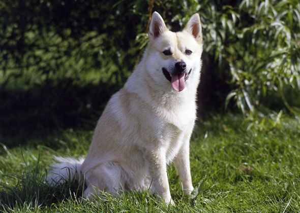 Norwegian Buhund