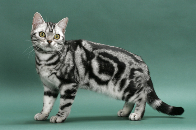 Cat Breeds That Love to Play With Water