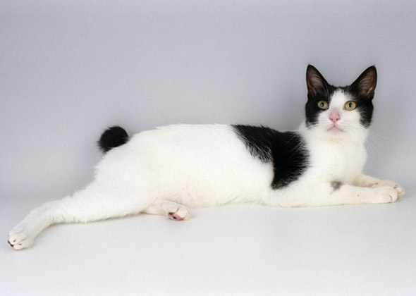 Japanese Bobtail