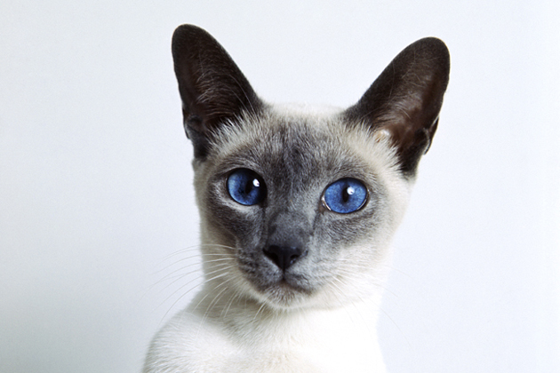 Siamese