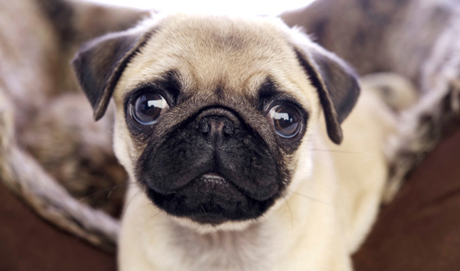 Pug