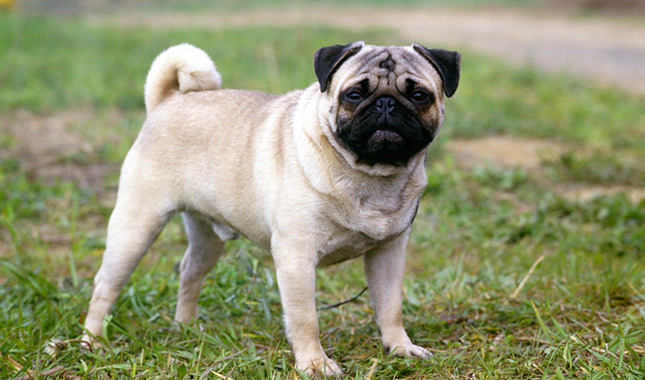 Pug
