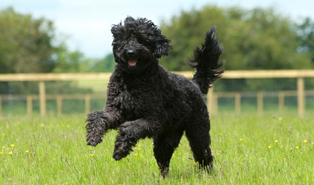 Labradoodle