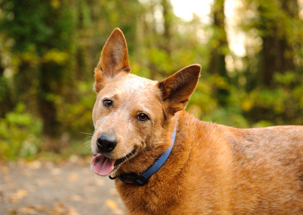 Australian Cattle Dog