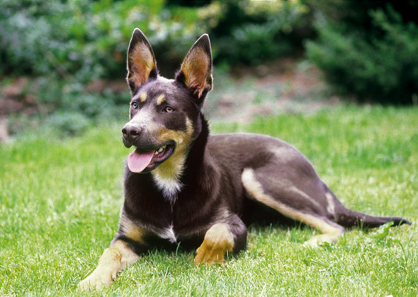 Australian Kelpie