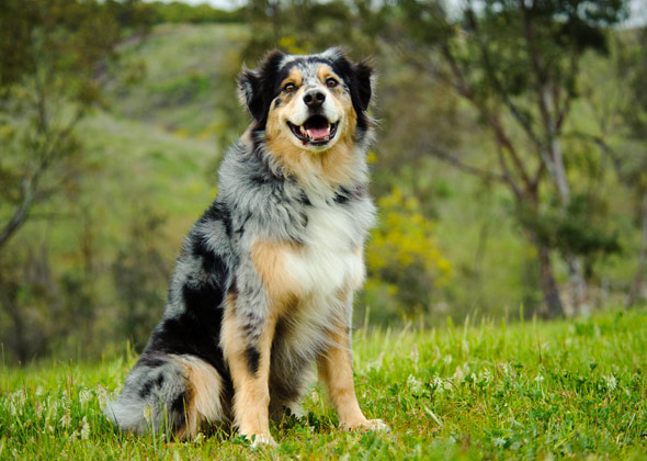 Australian Shepherd