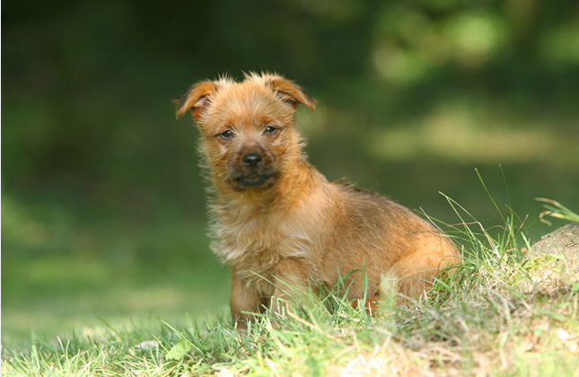 Australian Terrier