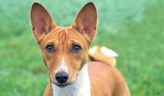 Basenji dog