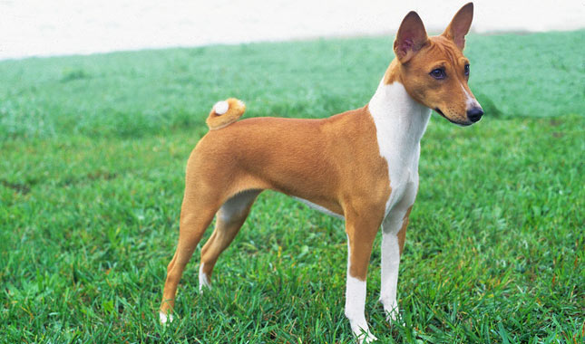 Basenji dog