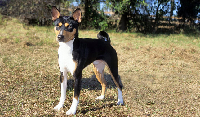 Basenji dog