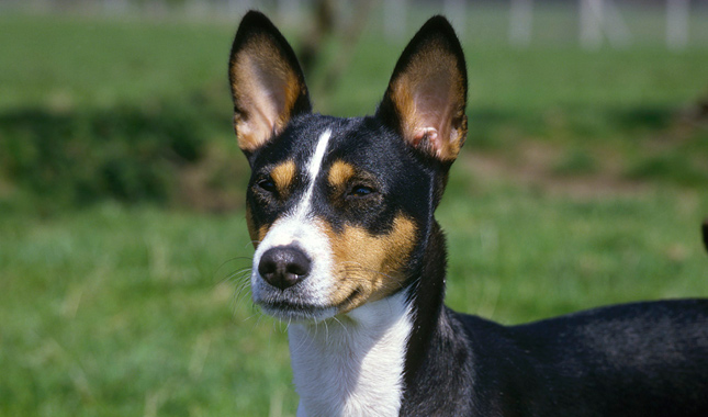 Basenji