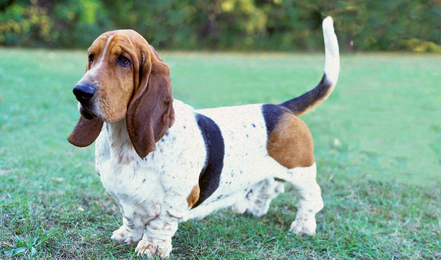 Basset Hound dog