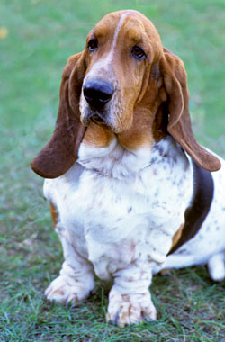 Basset Hound dog